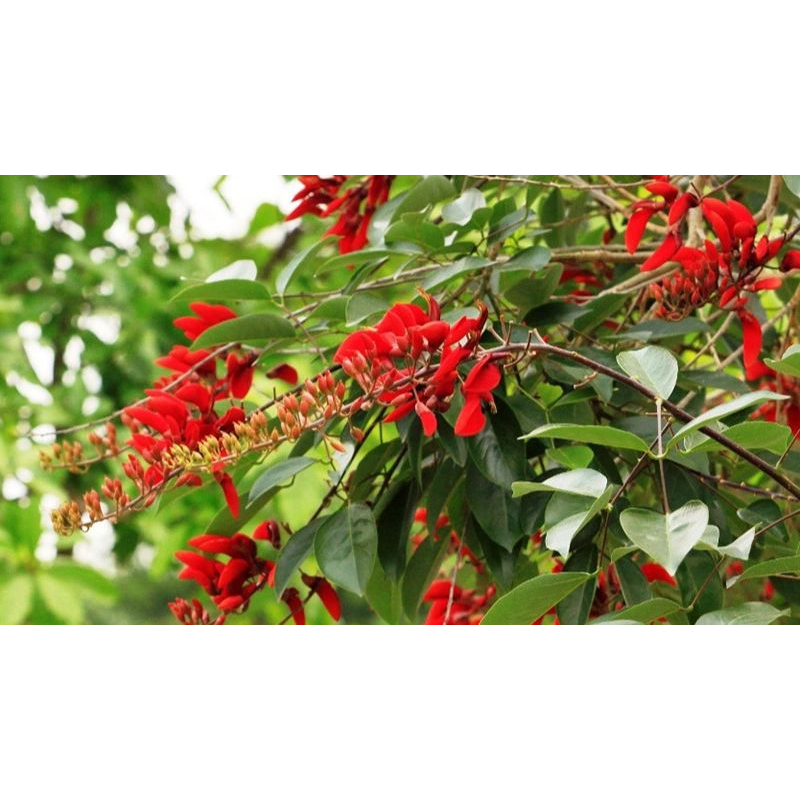 Cây giống hoa osaka đỏ