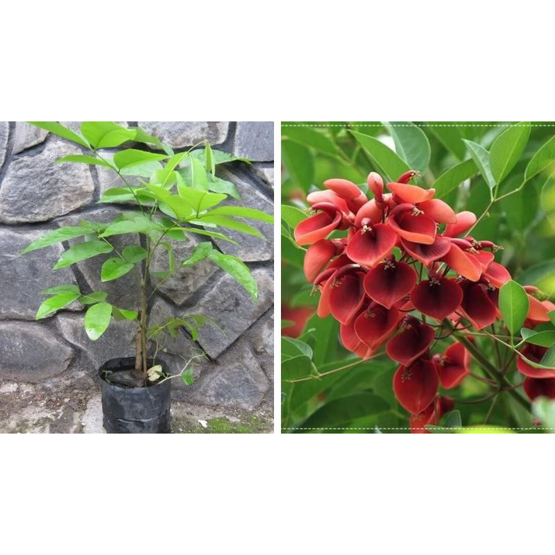 Cây giống hoa osaka đỏ