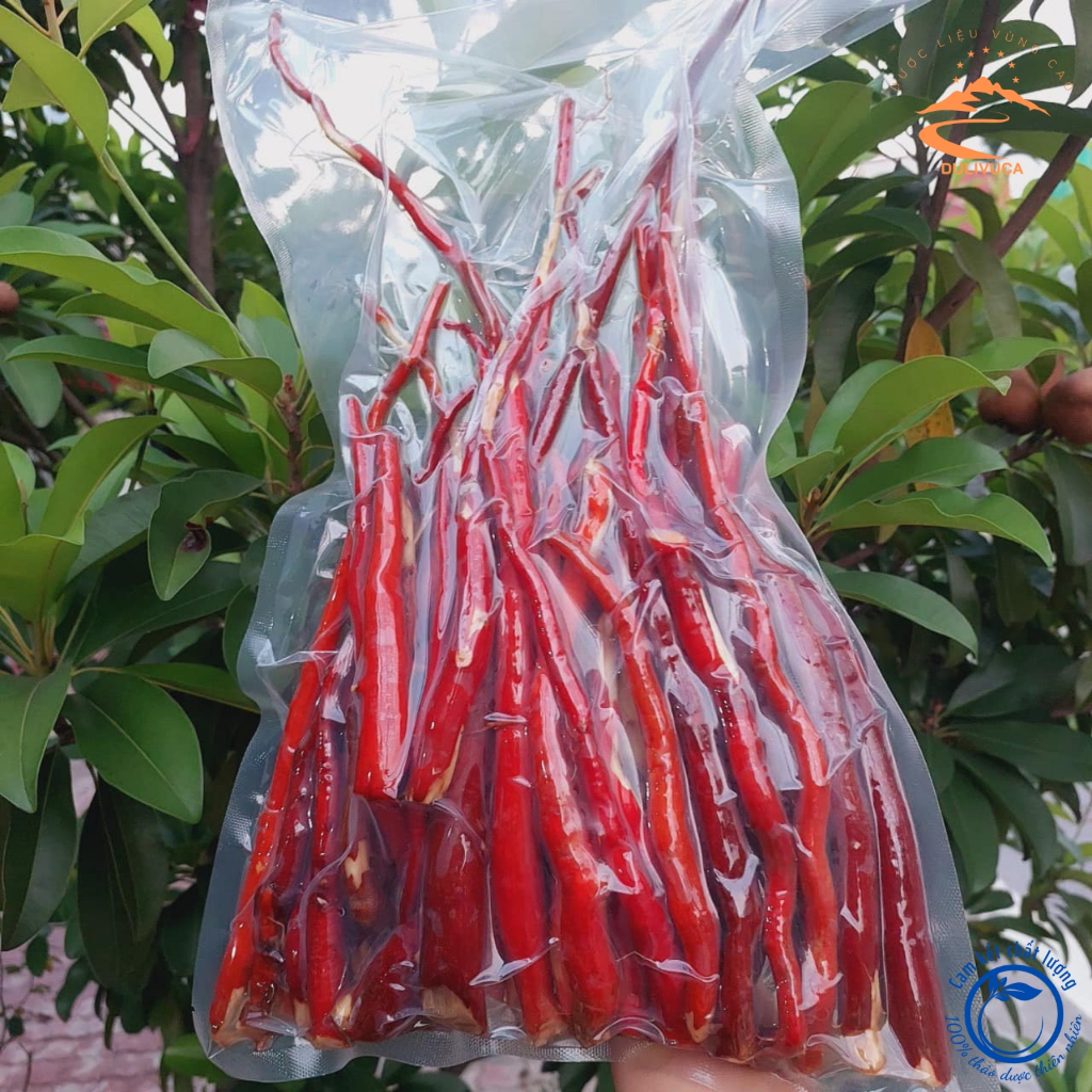 Sâm cau đỏ rừng tươi ngâm rượu loại 1 1kg, đã làm sạch, hút chân không, khai thác rừng sâu Tây Bắc