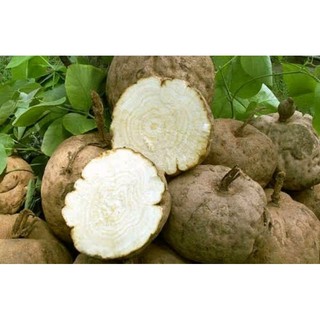 Sâm tố nữ nguyên chất ( miếng khô và dạng bột tiện lợi)