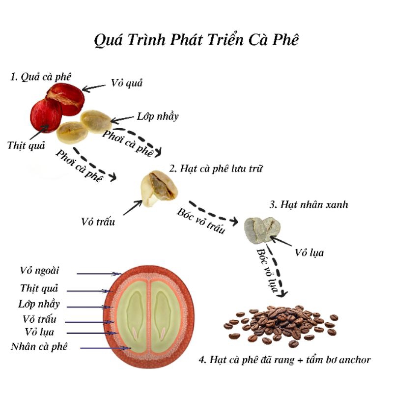 Cà Phê Mật Ong 1kg Viethealthy Nguyên Chất Chống Oxy Hoá