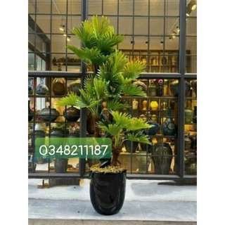 Cây Giả - Cây cọ giả cao 1.7 met. hàng đẹp, trang trí nhà cửa