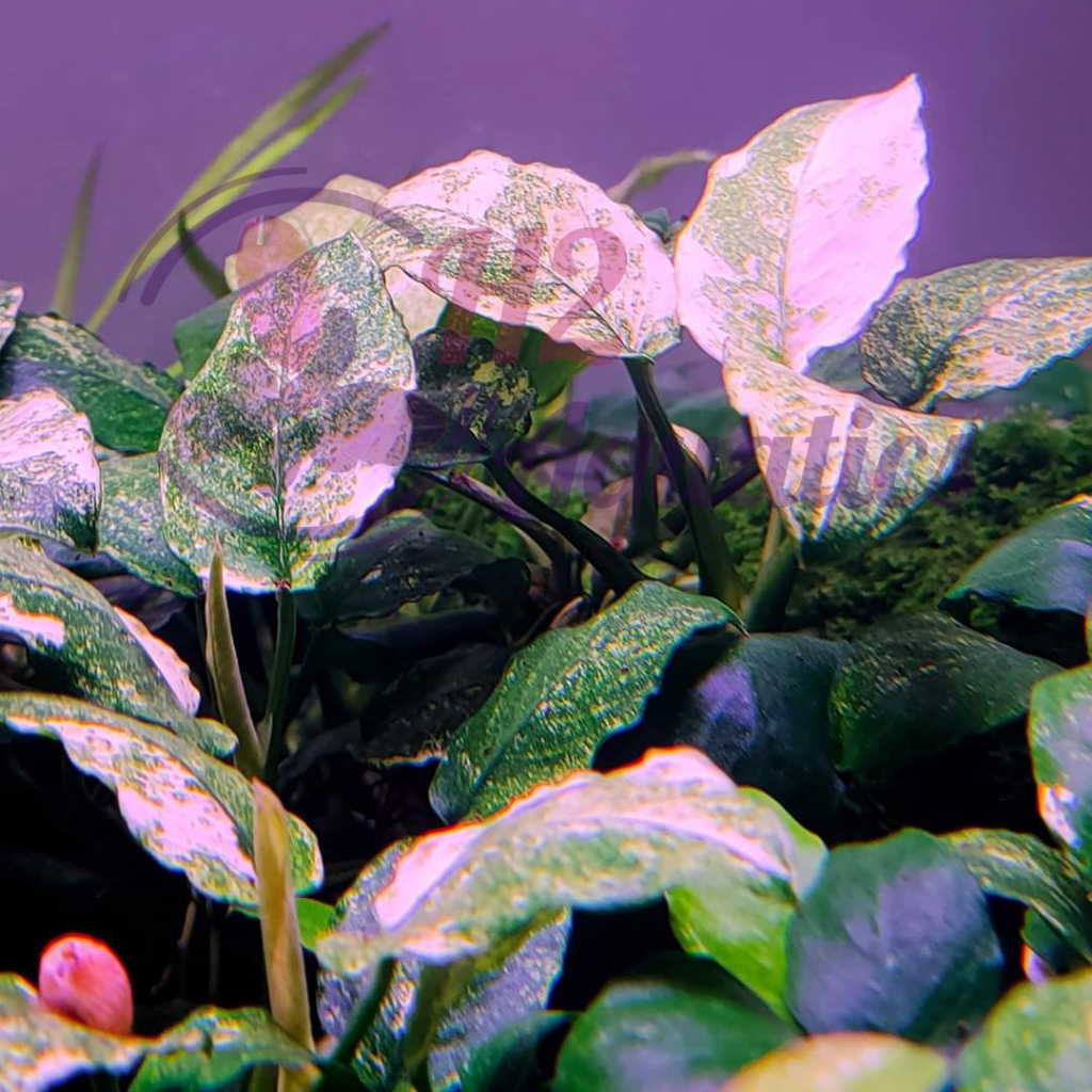 Cây thủy sinh Ráy Pinto - Cây thủy sinh lá nước - H2 Aquatics