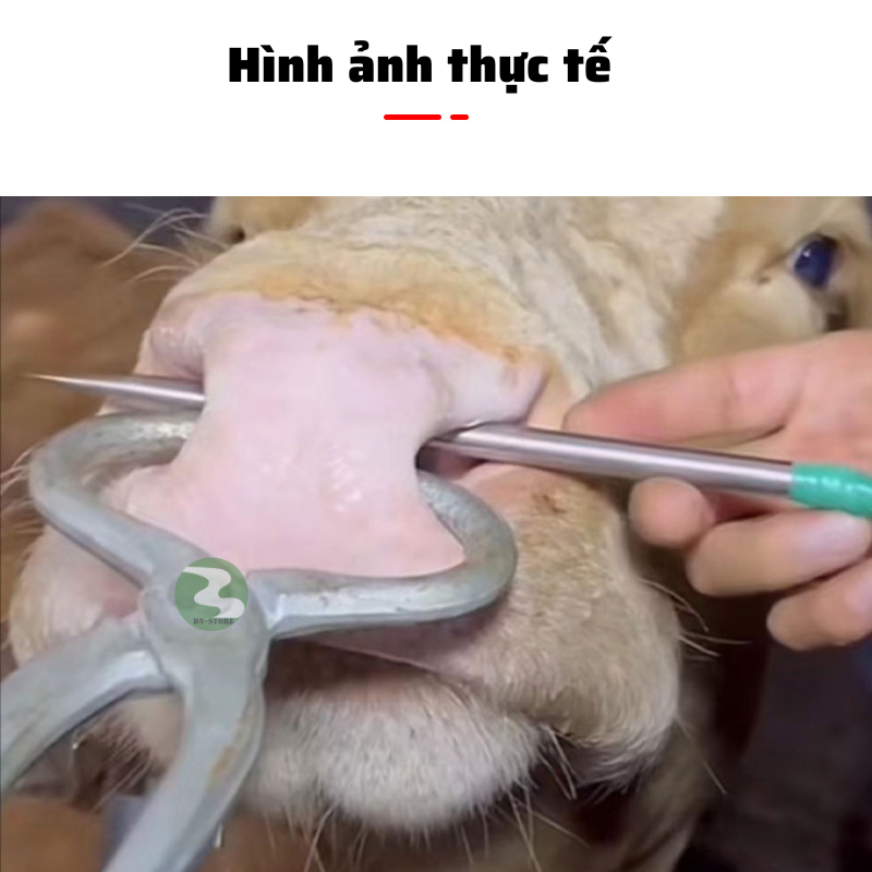 Cây tạo lỗ mũi trâu bò, kìm bấm mũi bò trâu chất liệu inox siêu bền DN83