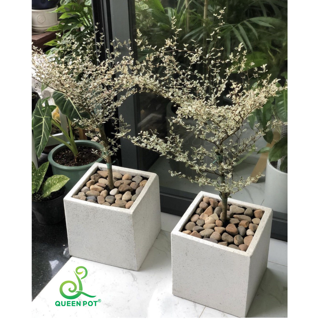 Chậu xi măng đá mài hình vuông Queenpot