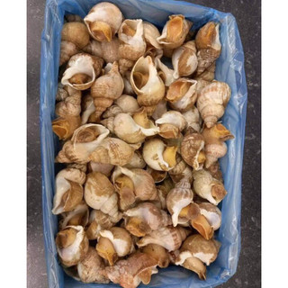 HỎA TỐC - ỐC BULOT PHÁP - TÚI LIMIS 1KG