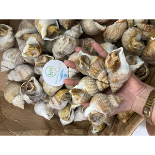 HỎA TỐC - ỐC BULOT PHÁP - TÚI LIMIS 1KG