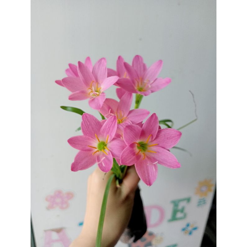 Bầu hoa tóc tiên (huệ mưa)