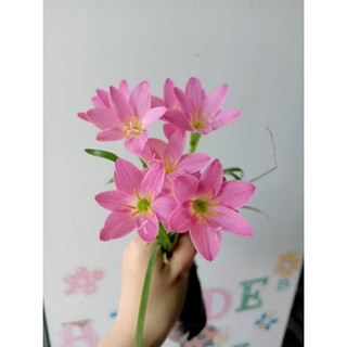 Bầu hoa tóc tiên