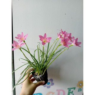 Bầu hoa tóc tiên (huệ mưa)