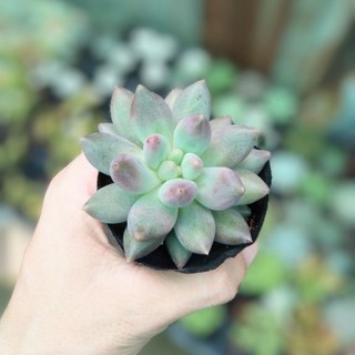 Sen đá kim cương hồng size bầu 5-6cm