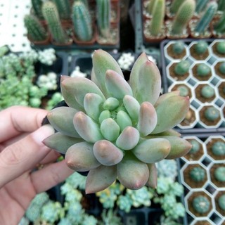 Sen đá kim cương hồng size bầu 5-6cm