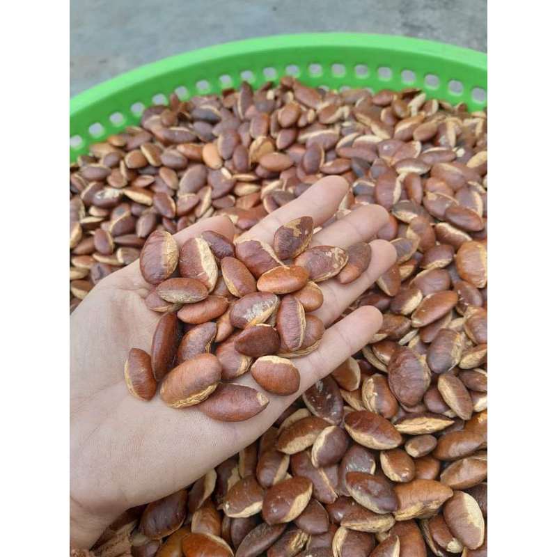 1 kí hạt konia sống tết 2024