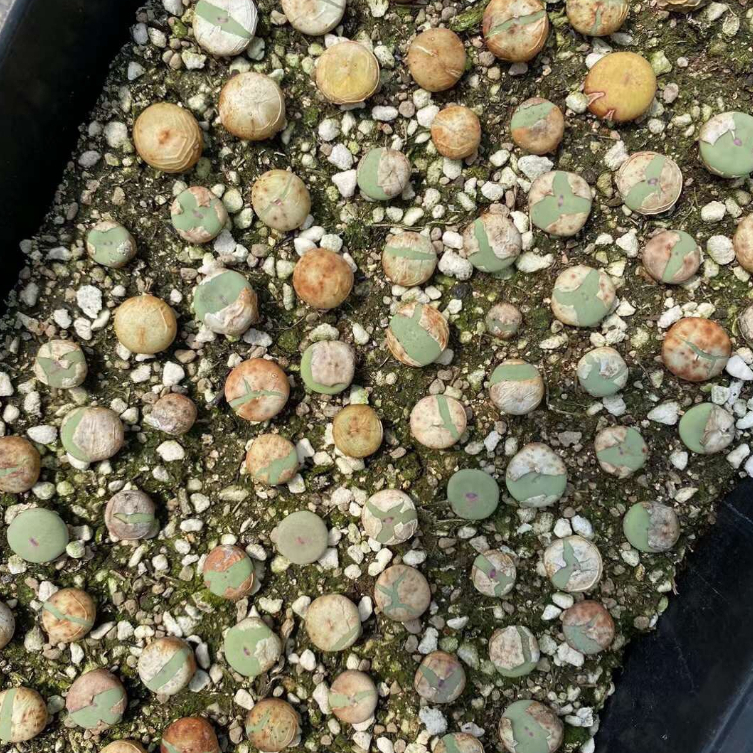 Conophytum peage  size khoảng 1cm | Sen đá cono môi