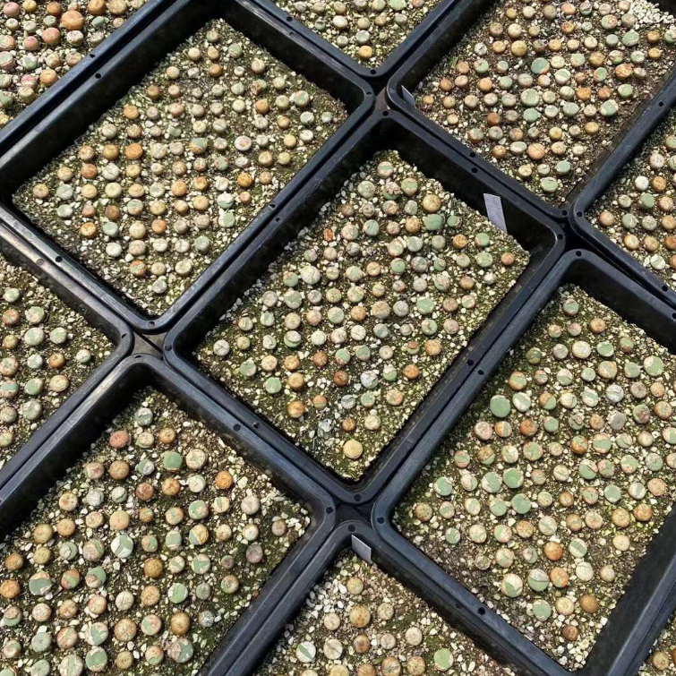 Conophytum peage  size khoảng 1cm | Sen đá cono môi