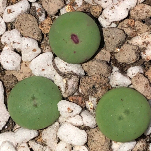 Conophytum peage  size khoảng 1cm | Sen đá cono môi