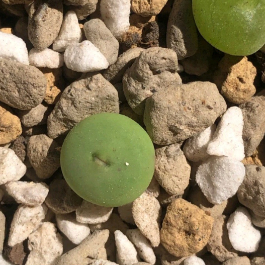 Conophytum peage  size khoảng 1cm | Sen đá cono môi