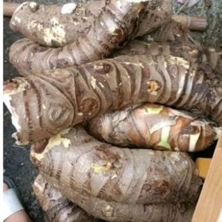 1Kg Củ Bạc Hà Núi Tri Tôn An Giang tươi nhiều dược chất