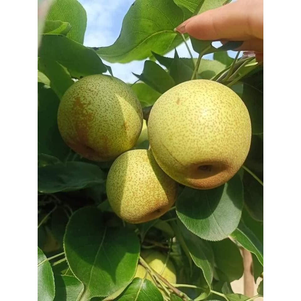 🍐Lê Mật Hà Giang🍐