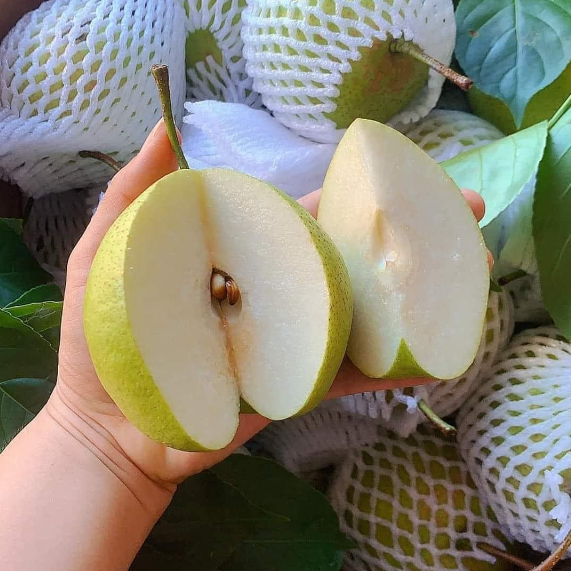 🍐Lê Mật Hà Giang🍐