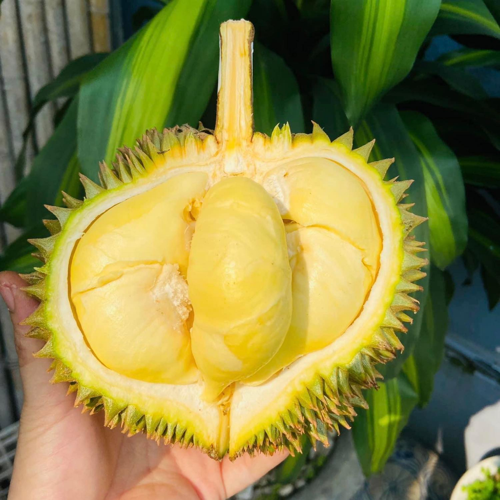 Cơm Sầu Riêng Thái Monthong