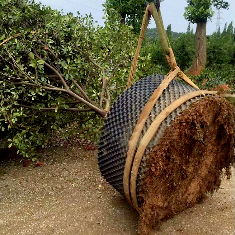 25 MÉT Bầu ươm cây V6 CAO 40CM dày 6mm, cắt theo mét dài khách đặt, tặng ốc vít-77901