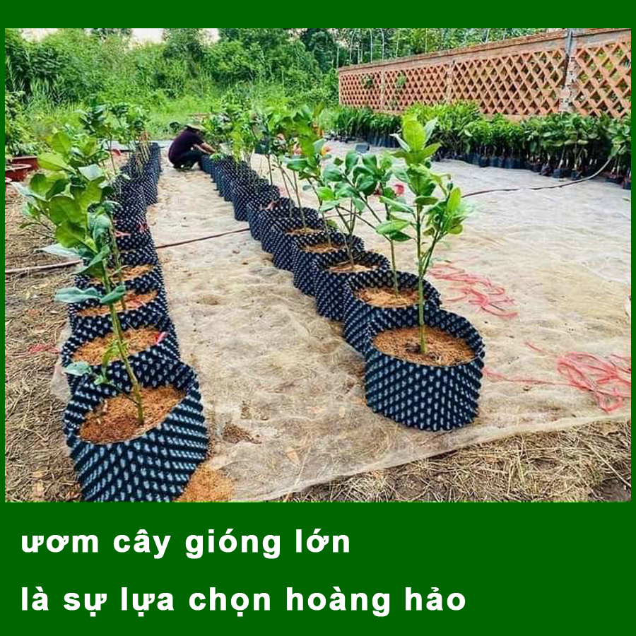 25 MÉT Bầu ươm cây V6 CAO 40CM dày 6mm, cắt theo mét dài khách đặt, tặng ốc vít-77901