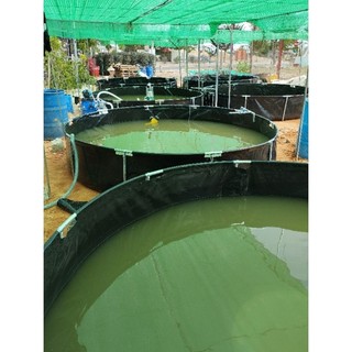 Bể bạt nhựa hdpe lót ao nuôi cua , tôm 0947863376
