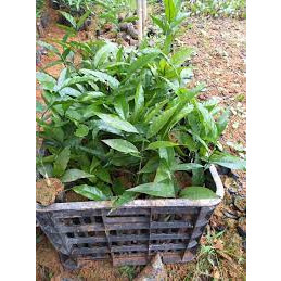 Cây giống rau sắng.