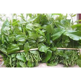 Cây Giống Rau Sắng.(Rau ngót rừng.)