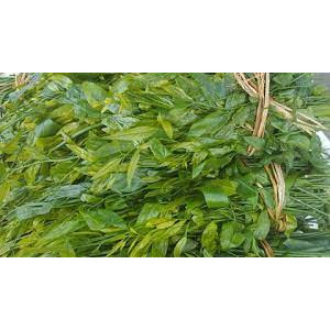 Cây Giống Rau Sắng.(Rau ngót rừng.)