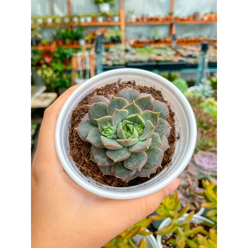 Sen đá var sọc size trung