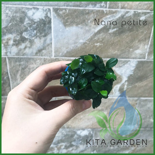 Ráy Nana Petite | Dễ chăm sóc | không cần co2