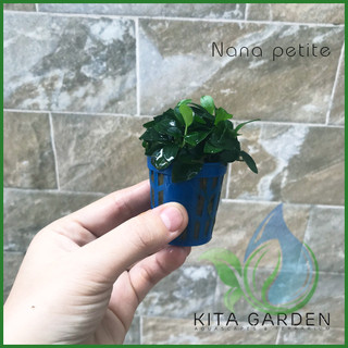 Ráy Nana Petite | Dễ chăm sóc | không cần co2