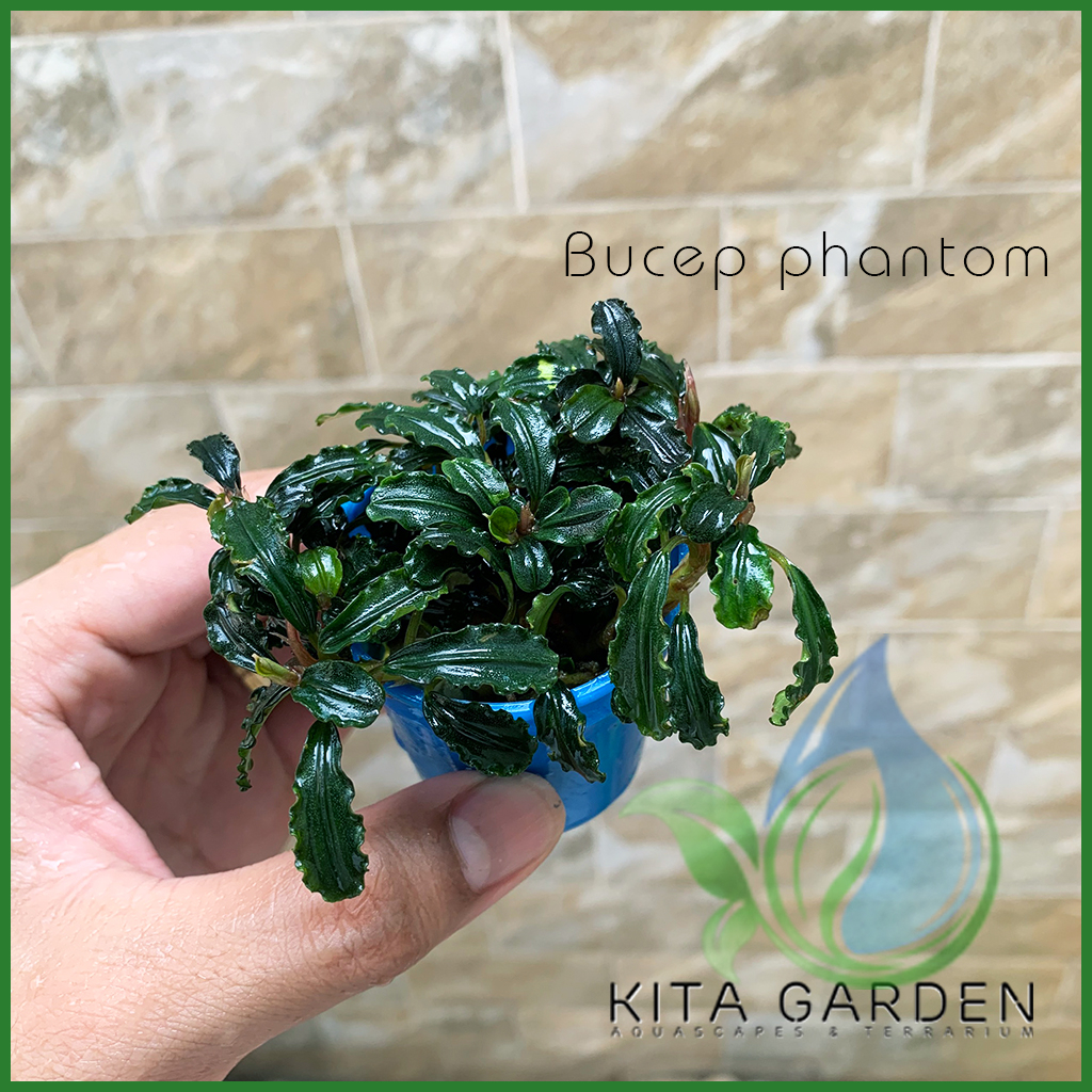 Bucep Tím Mini Phantom | Bucephalandra TM | Cây Thủy Sinh Giá Thể