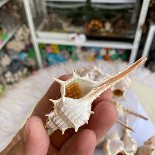 VỎ ỐC GAI trang trí, vỏ cho ốc rụt rè, ốc mượn hồn, cua ẩn sĩ, dã tràng, hermit crab