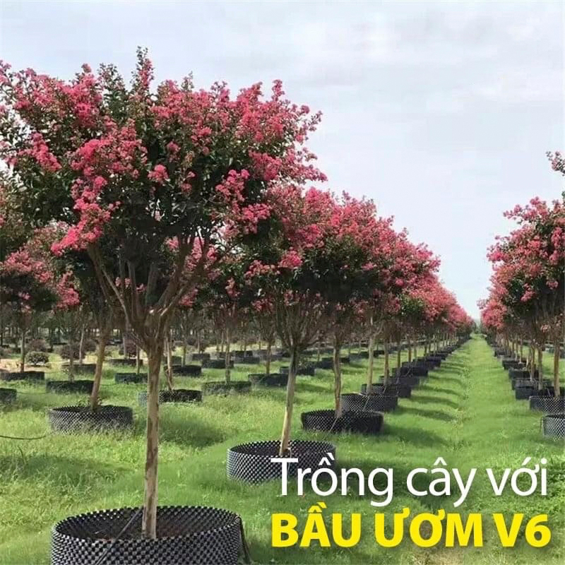 10 MÉT Bầu ươm cây V6 CAO 80CM dày 6mm, cắt theo mét dài khách đặt, tặng ốc vít-77905
