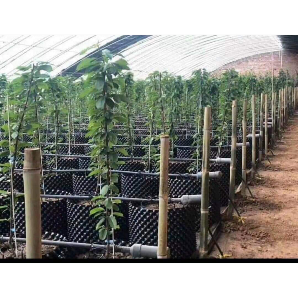10 MÉT Bầu ươm cây V6 CAO 80CM dày 6mm, cắt theo mét dài khách đặt, tặng ốc vít-77905