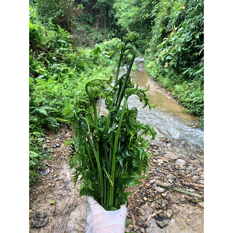 Combo 3 Cây rau Dớn TO ĐẠI