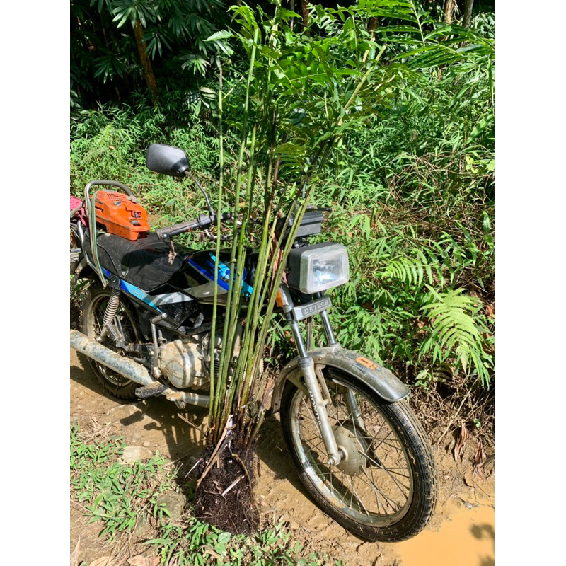 Combo 3 Cây rau Dớn TO ĐẠI