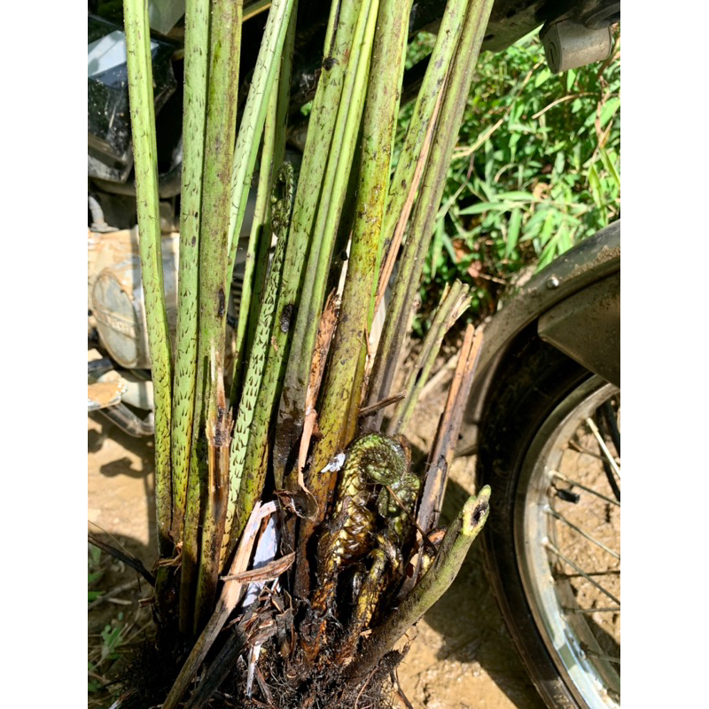 Combo 3 Cây rau Dớn TO ĐẠI