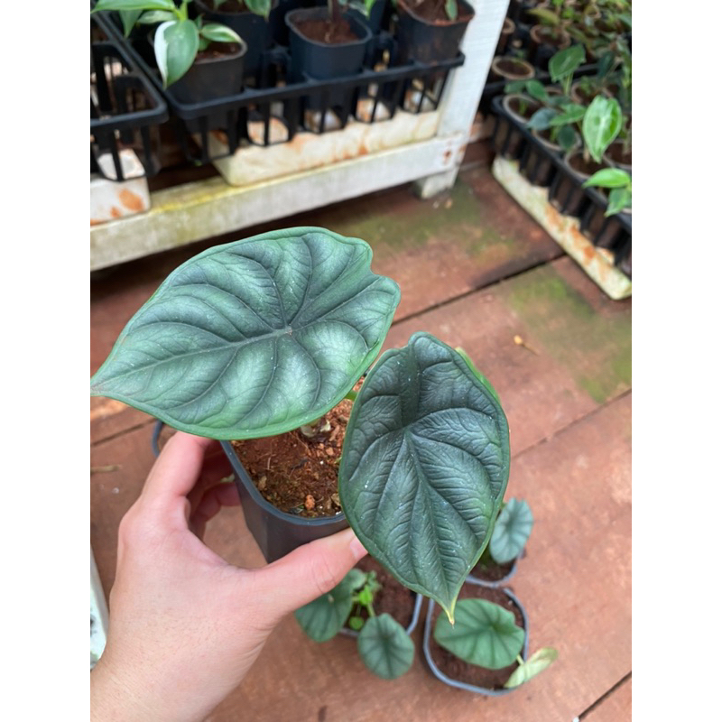 Kiểng lá/ cây trong nhà/ cây Alocasia Dragon Scale