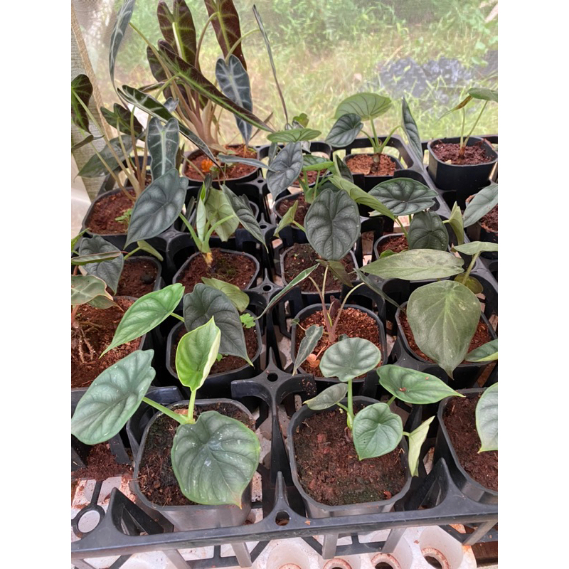 Kiểng lá/ cây trong nhà/ cây Alocasia Dragon Scale