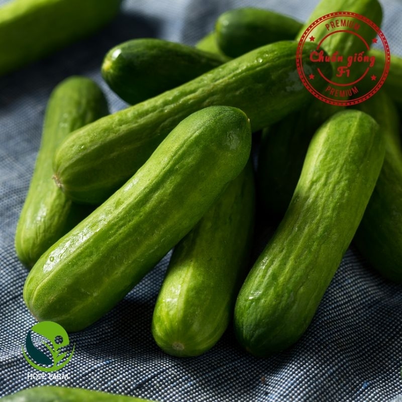 Hạt Giống Dưa Leo Baby tự thụ phấn, dạng chùm, siêu nhiều trái- gói 5 Hạt