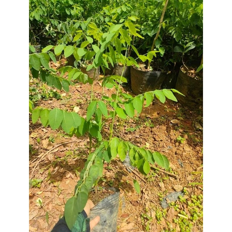 Cây rau ngót bầu bát
