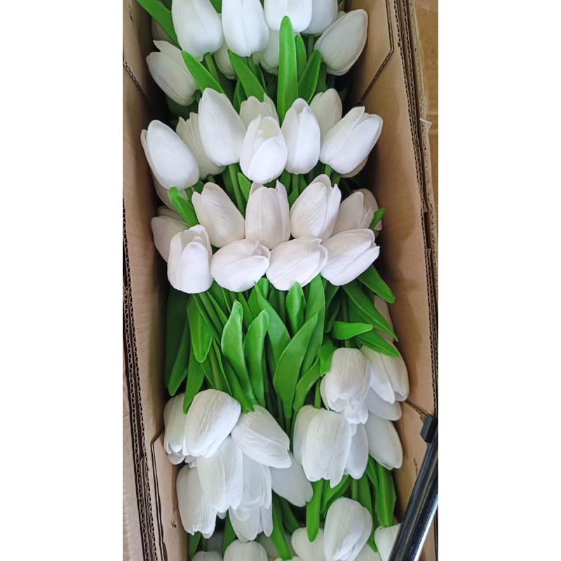 Hoa tuylip cao su non