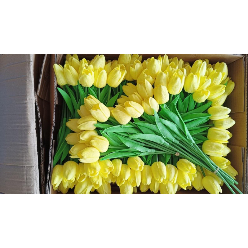 Hoa tuylip cao su non