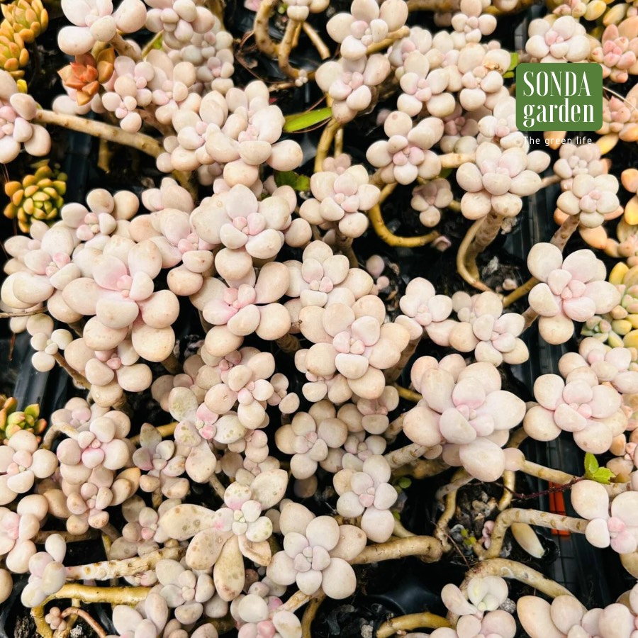 Sen đá sỏi hường cổ thụ SONDA GARDEN size bé 5-8cm, cây cảnh trang trí nhà cửa, lỗi 1 đổi 1