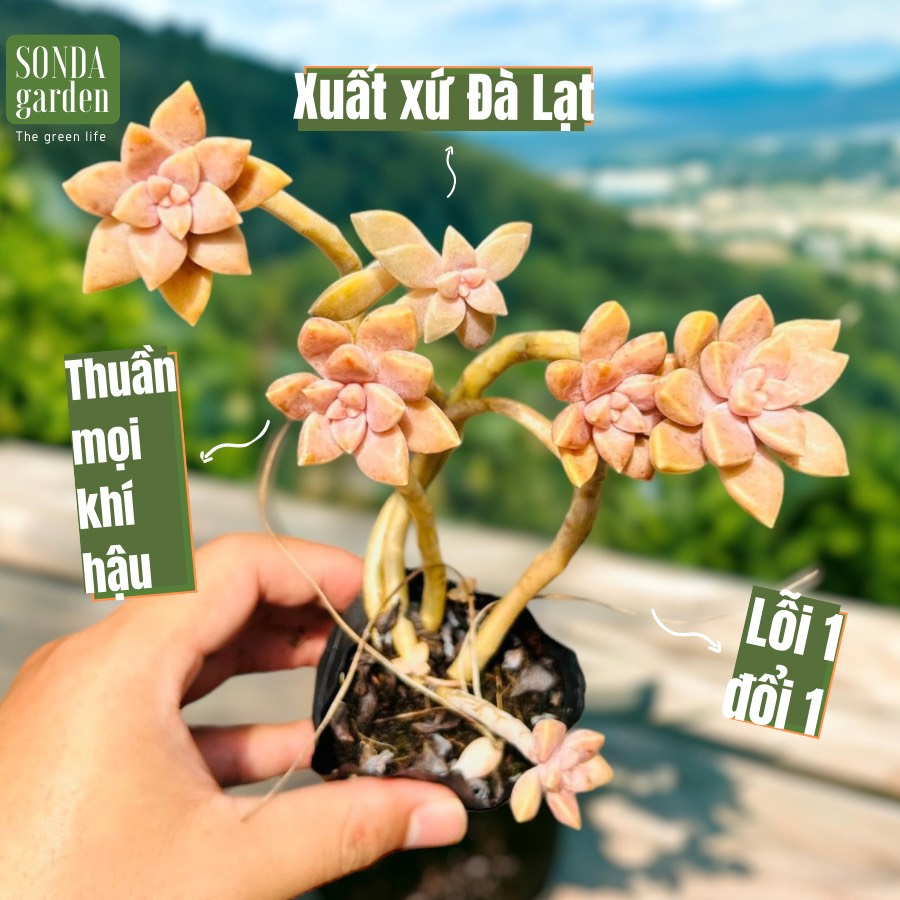 Sen đá đá tím cổ thụ full nắng mưa SONDA GARDEN size bé 5-8cm, cây cảnh trang trí nhà cửa, lỗi 1 đổi 1