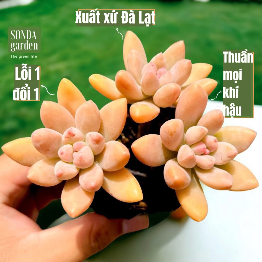 Sen đá pha lê cổ thụ full nắng mưa SONDA GARDEN size bé 5-8cm, cây cảnh trang trí nhà cửa, lỗi 1 đổi 1
